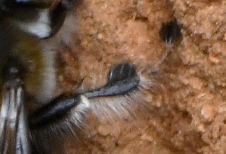 Anthophora dispar